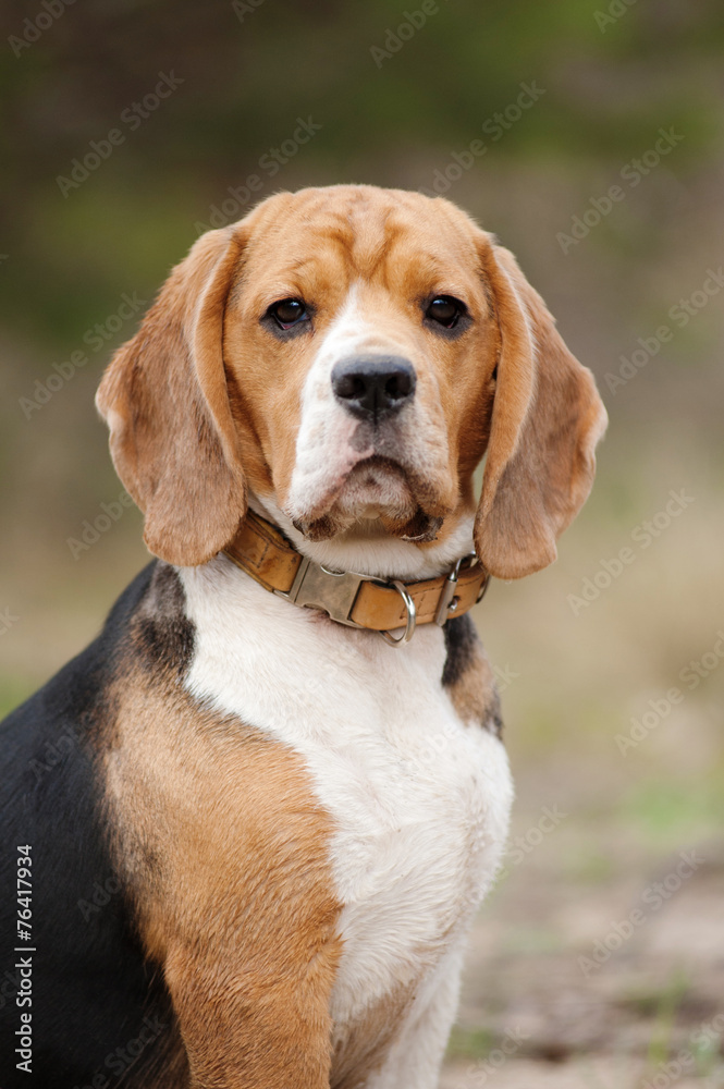 serious beagle dog