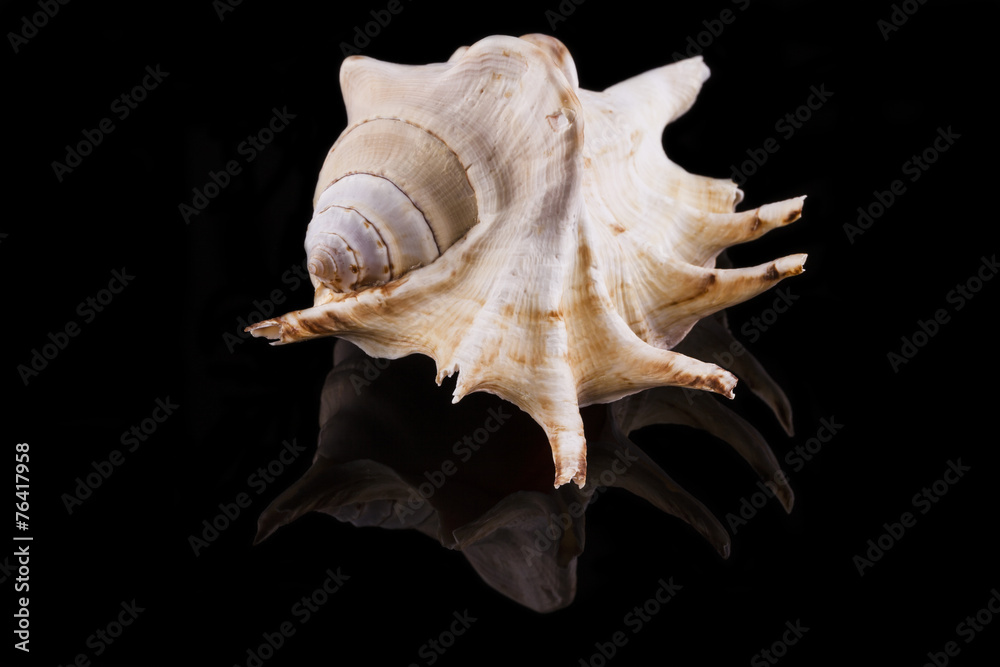 Muschel mit schwarzem Hintergrund Muschel mit schwarzem Hintergrund