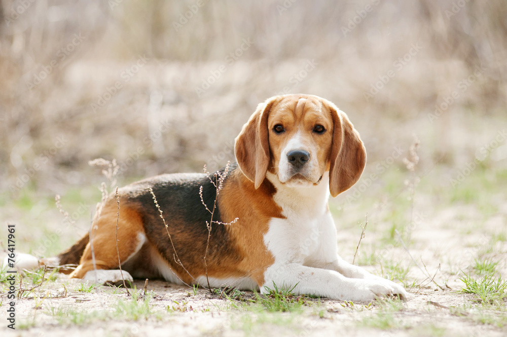 Funny beagle dog