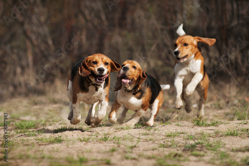 funny beagle dog running