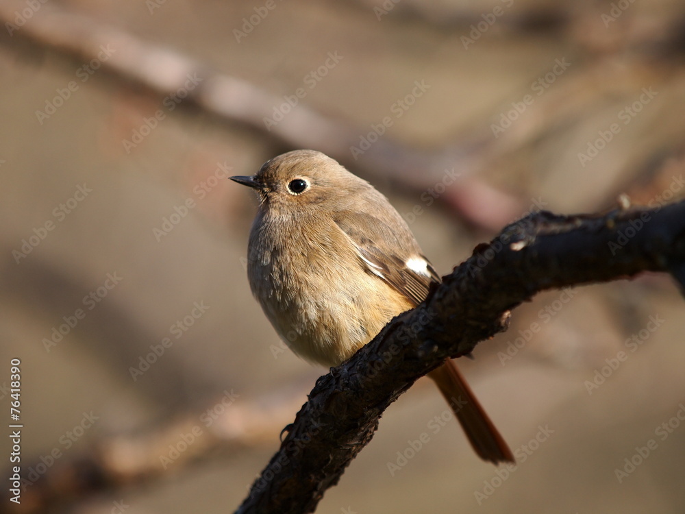 Naklejka premium ジョウビタキ