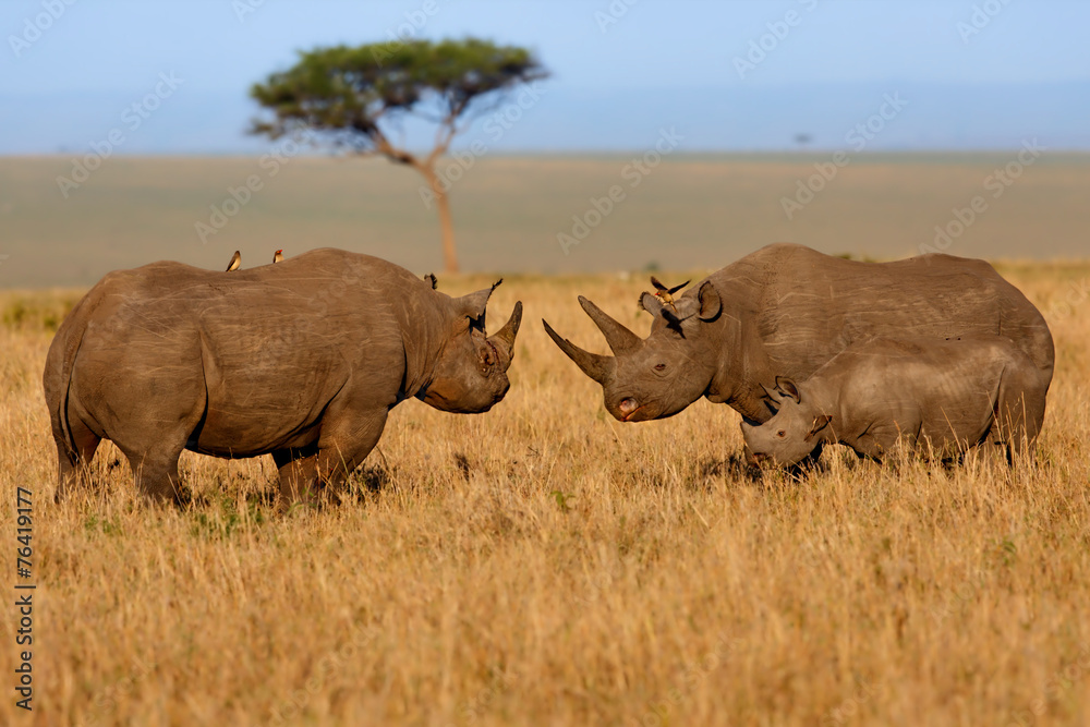 Fototapeta premium Black Rhino Family fighting at sunrise in Masai Mara, Kenya