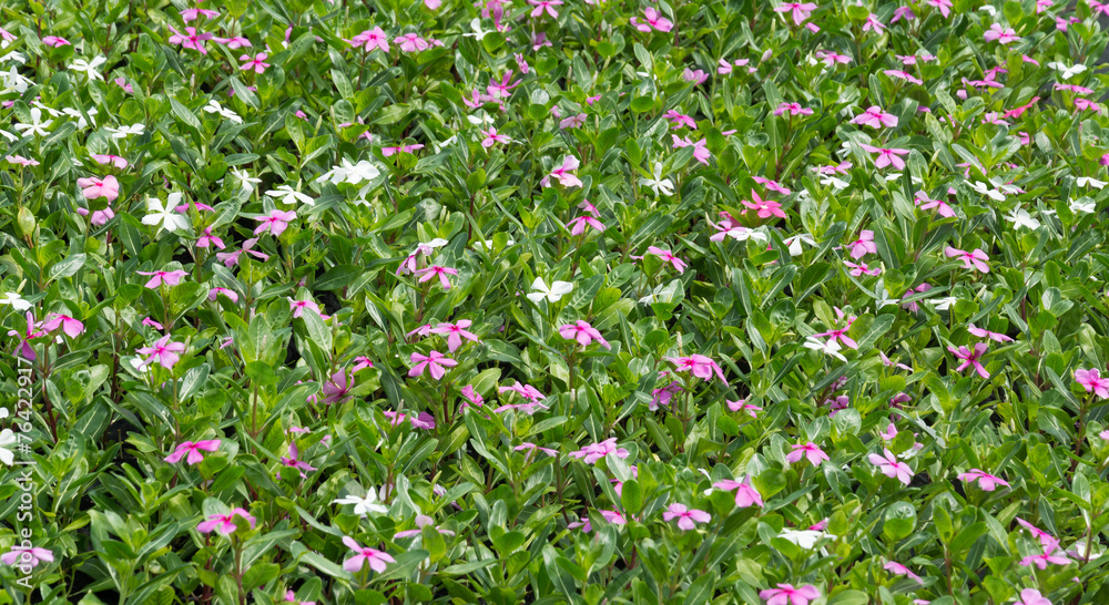 plant and flower garden background