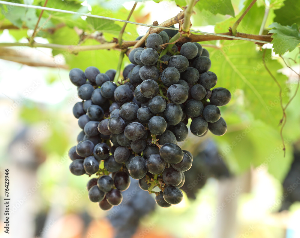 red wine grapes hanging