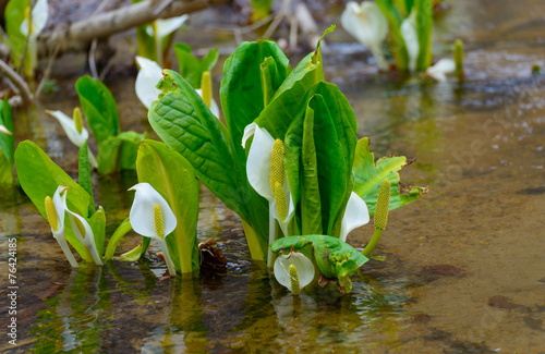Asian skunk-cabbage photo