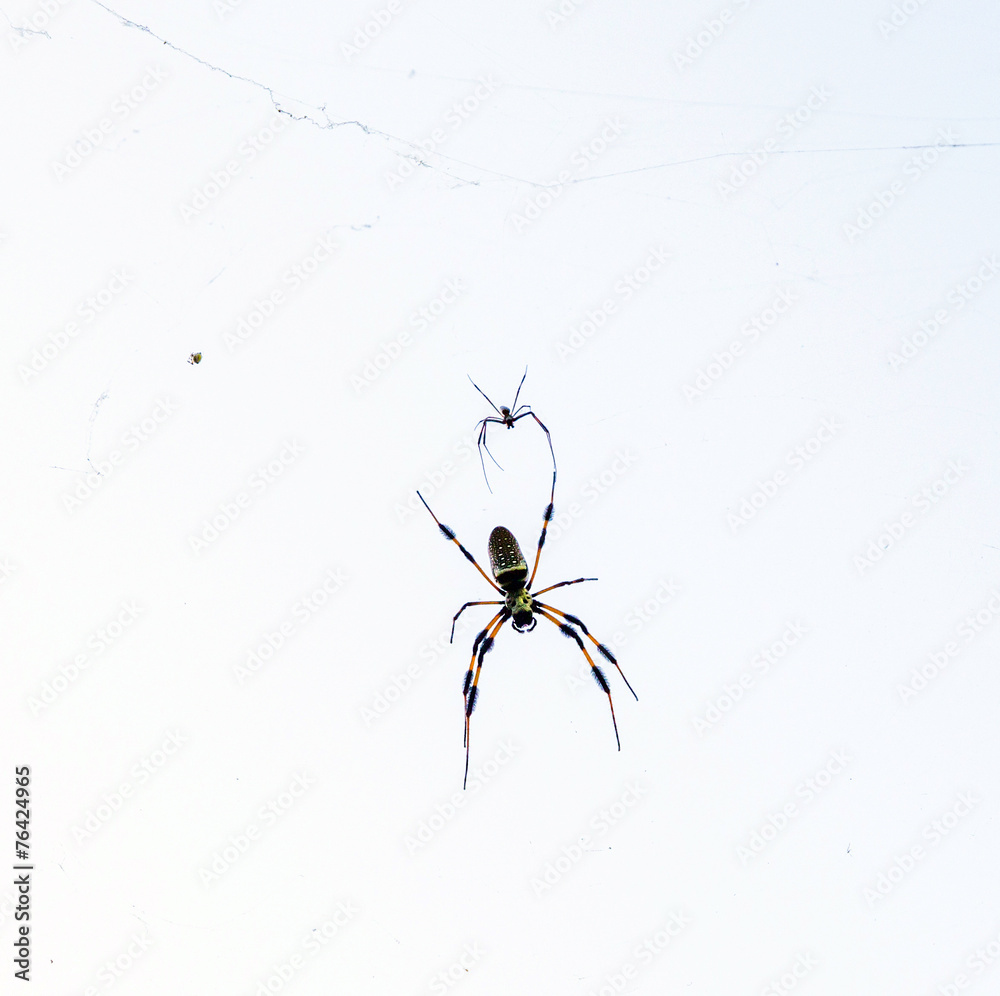 2 spiders in cobweb 2 spiders in cobweb