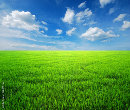 Rice field green grass blue sky © thaiview