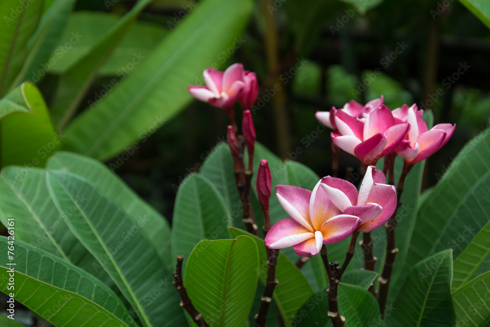 flower blooming in the garden