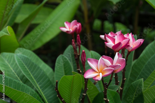 flower blooming in the garden