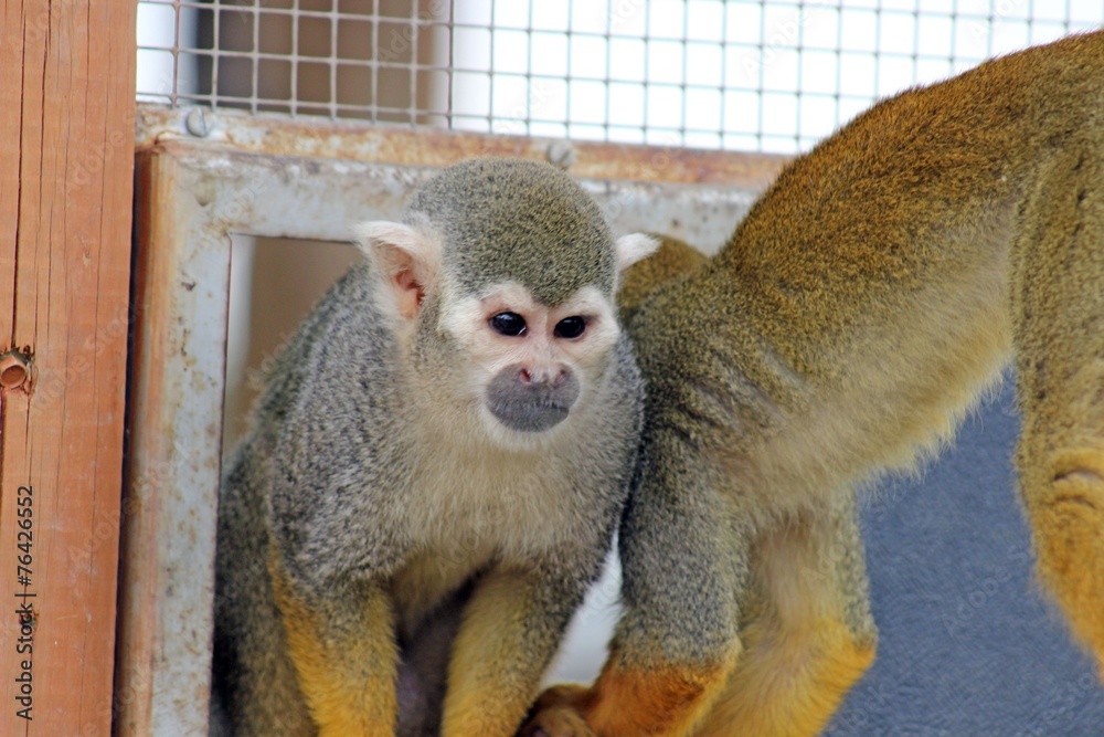 Obraz premium squirrel monkey