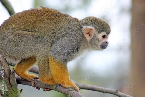 a beautiful squirrel monkey