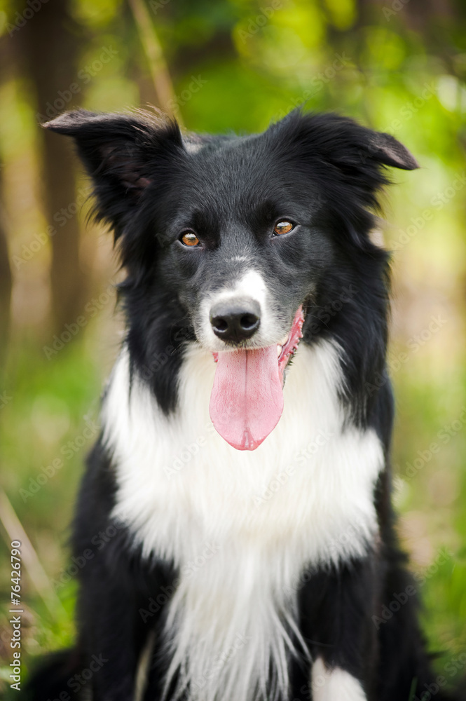 Young black and white border collie dog