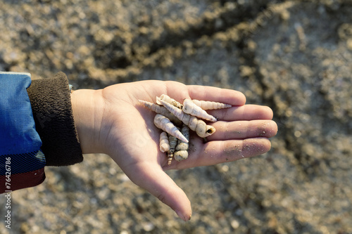 Little boy holding shells in his hand. photo