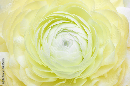 Variegated camellia in full bloom