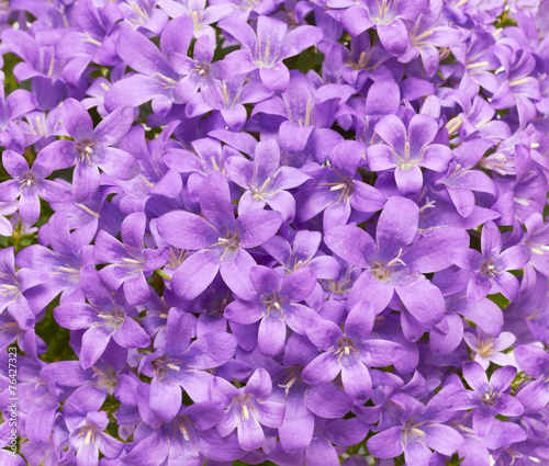 Fototapeta Naklejka Na Ścianę i Meble -  Beautiful purple snowdrops (macro) in the spring time
