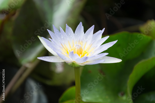 Beautiful lotus in the lotus garden