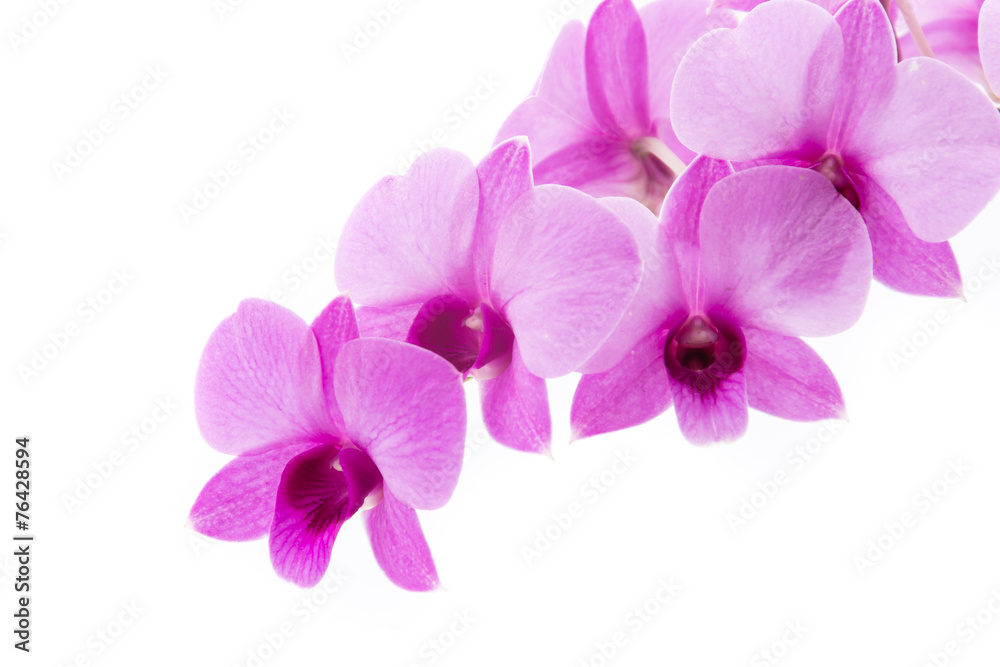 Fototapeta premium orchidea na białym blackbackground