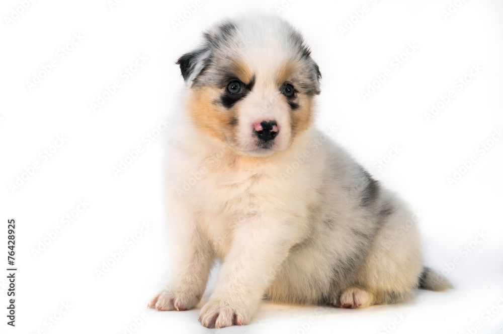 Blue Merle Australian Shepherd puppy Blue Merle Australian Shepherd puppy