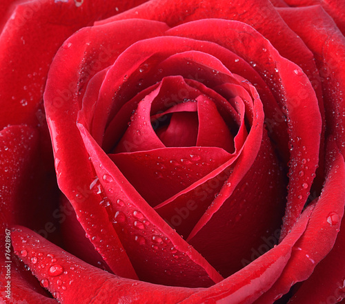 close up macro of a red rose