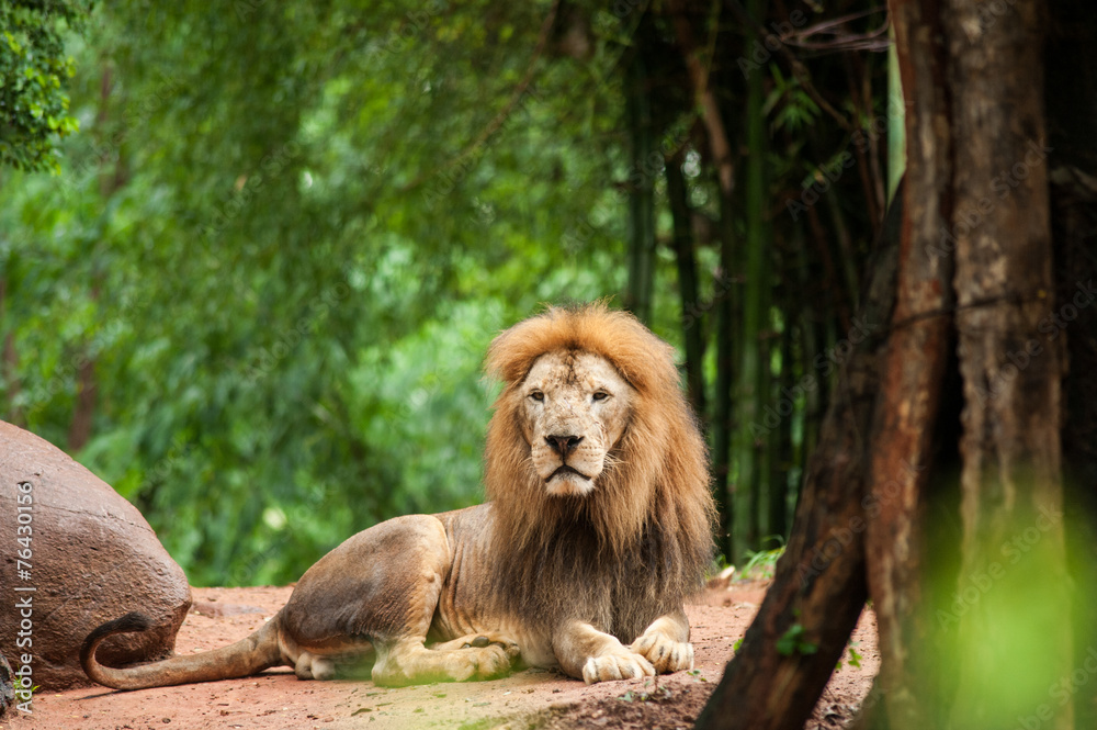 Obraz premium lion male at the zoo