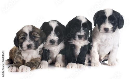 puppies tibetan terrier photo