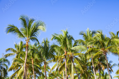 Forest of coconut palm trees over blue sky background