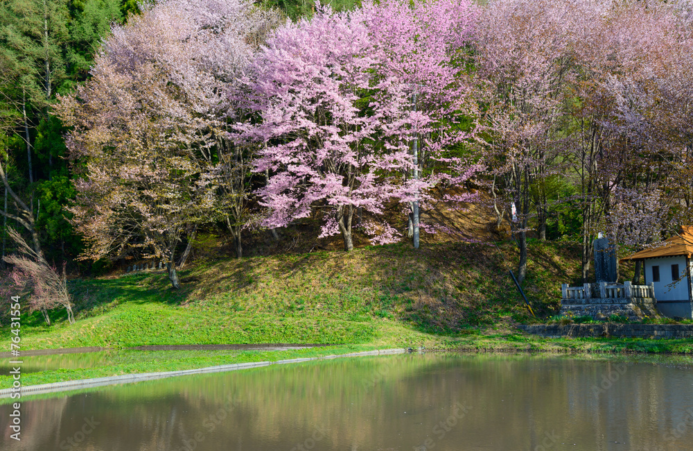 Cherry blossoms on the Lake Nakatsuna in Omachi city, Nagano, Ja Cherry blossoms on the Lake Nakatsuna in Omachi city, Nagano, Ja