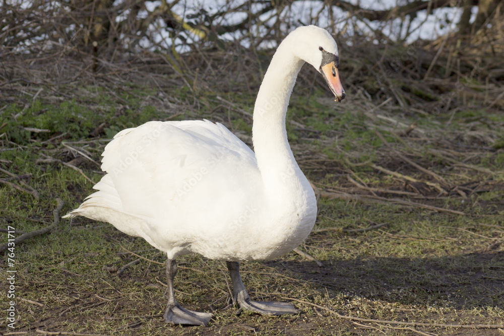 Obraz premium white swan