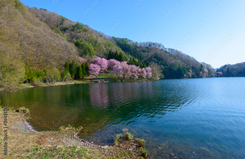 Cherry blossoms on the Lake Nakatsuna in Omachi city, Nagano, Ja