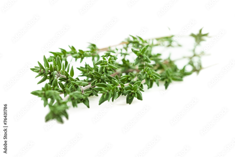 Thymian Thymian