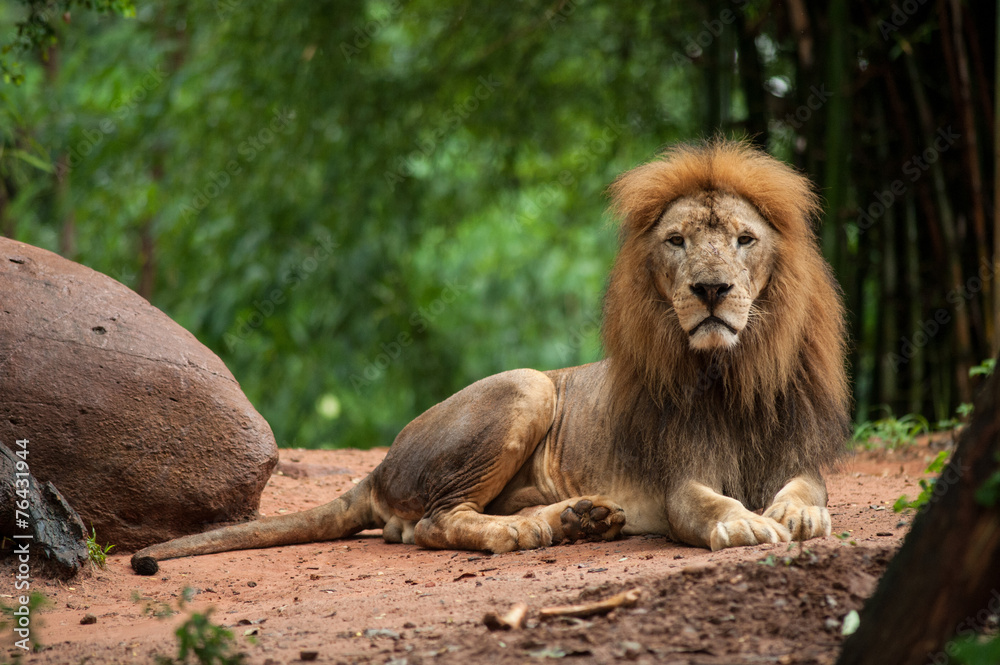 Naklejka premium lion male at the zoo