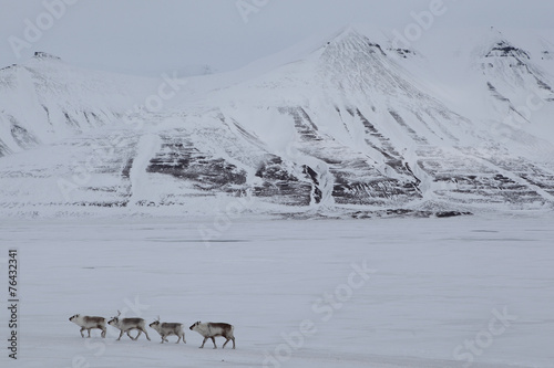 Rentiere auf Spitzbergen photo