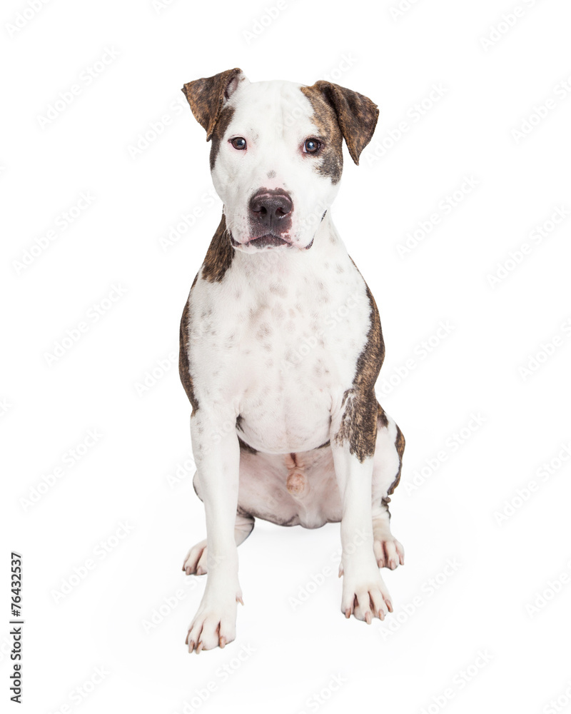 Friendly and Cute Pit Bull Dog