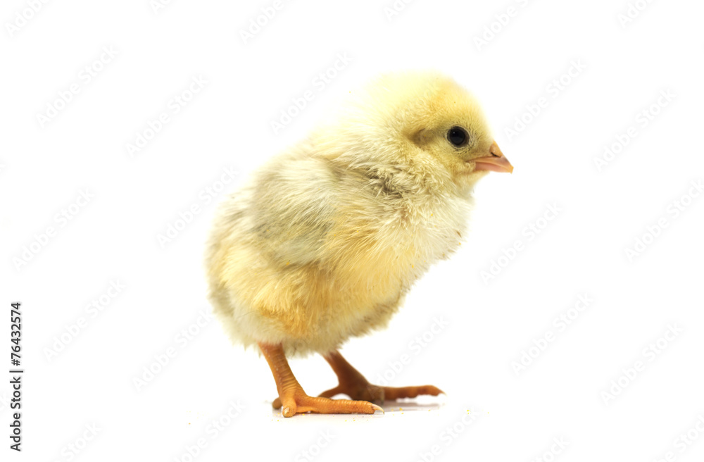 Yellow chicken on a white background. Photo.