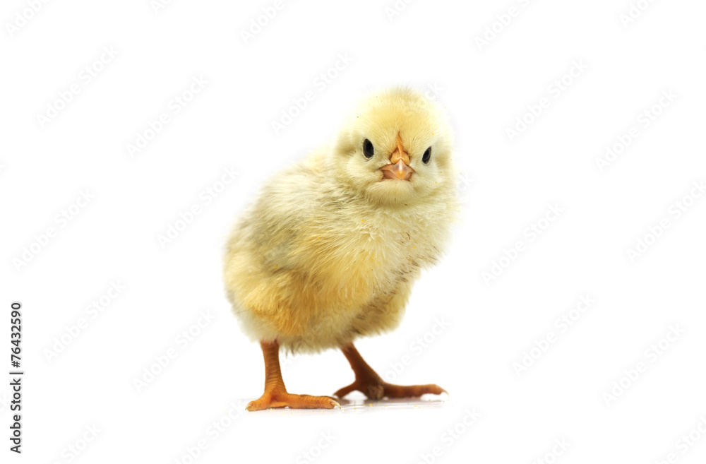Yellow chicken on a white background. Photo.