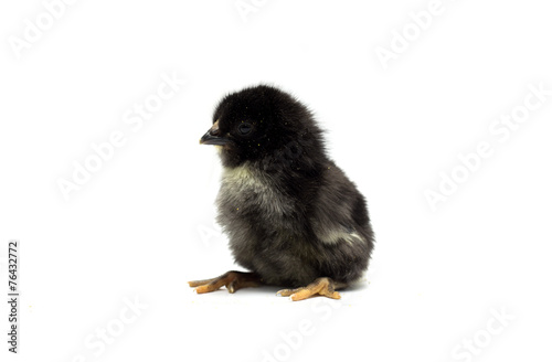 Black chick on white background. Photo.