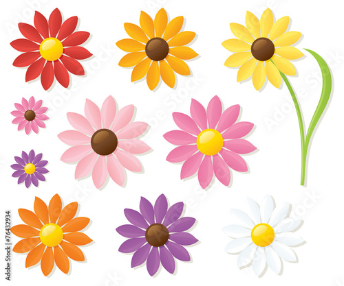 Colourful Daisies
