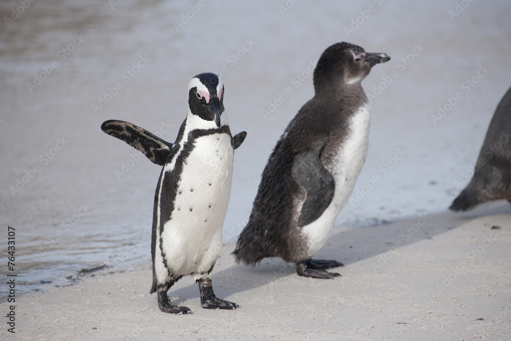 Fototapeta premium African Penguin