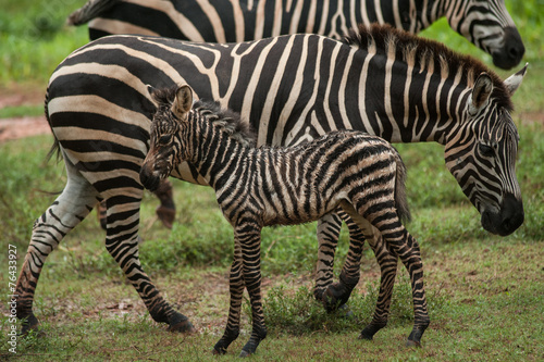 African Zebra Baby and Mother