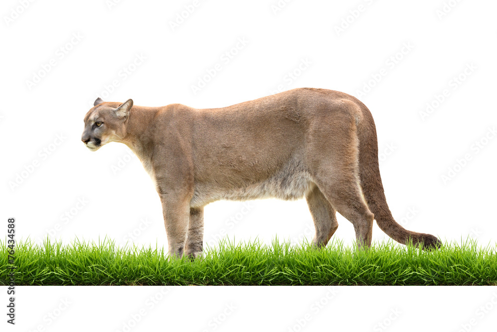 Obraz premium puma isolated