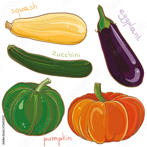 Vector set with  eggplant, pumpkin, squash and zucchini