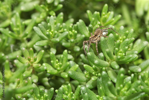 Grey spider sitting on green plant