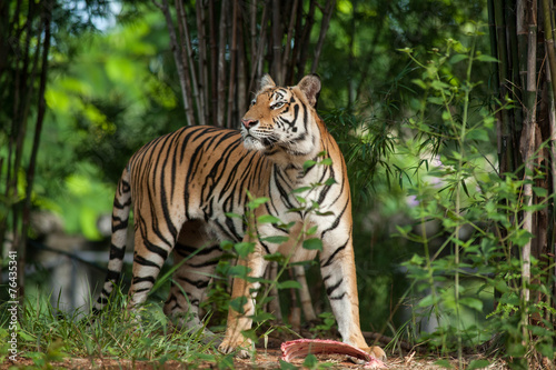 Tiger eating a chunk of meat on the ground