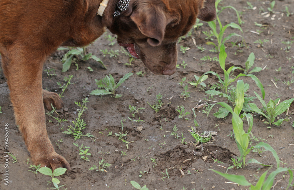 Fototapeta premium Brown labrador is playing with a green lizard