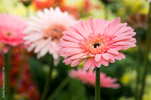 Pink Gerbera Flower in the garden