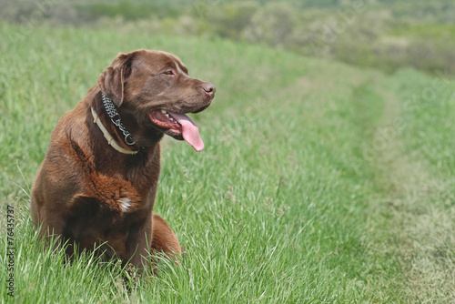 Chocolate labrador retriever dog sitting outside