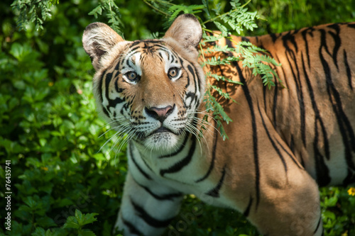 Fototapeta Naklejka Na Ścianę i Meble -  Adult Indochinese tiger.