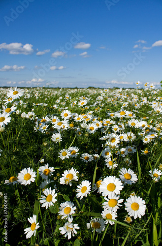 Camomiles in the meadow