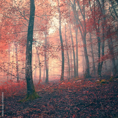 Red color fantasy light forest