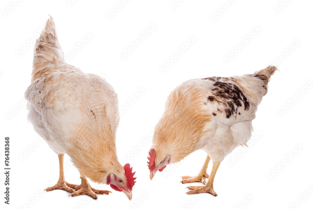 Rooster and chicken